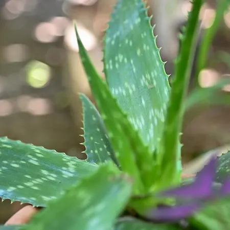 度假居 Sen Garden *