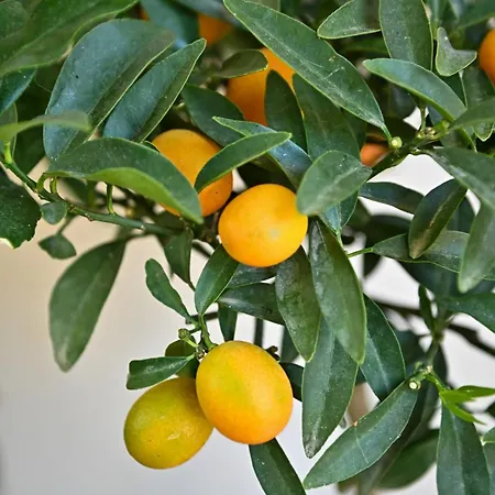 Sen Garden 地拉那