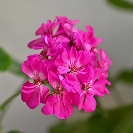 Sen Garden Feriehus