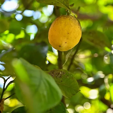 Sen Garden بيت للعطل