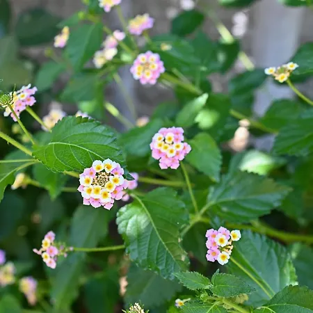 度假居 Sen Garden