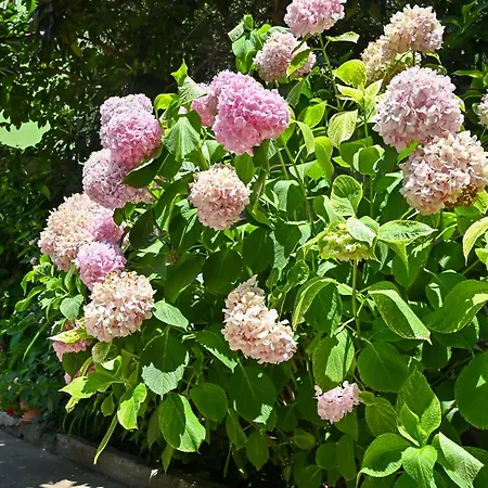 Sen Garden بيت للعطل *