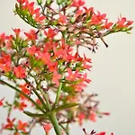 Sen Garden