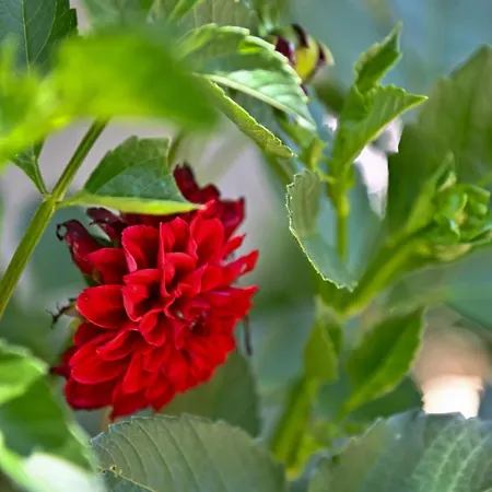 Casa de Férias Sen Garden