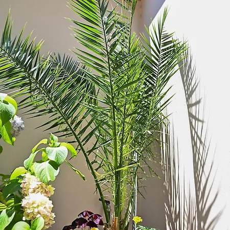 Casa de Férias Sen Garden Tirana