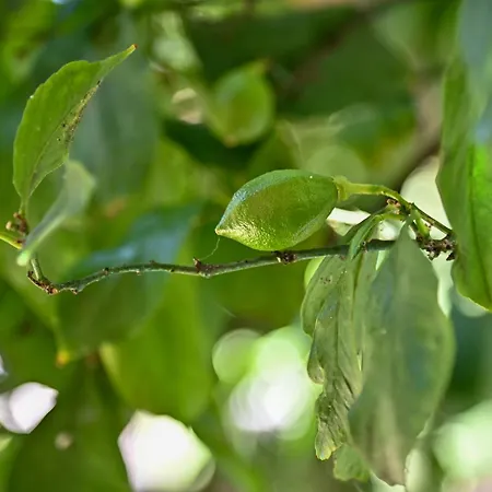 Sen Garden
