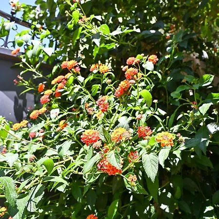 Sen Garden Tiran