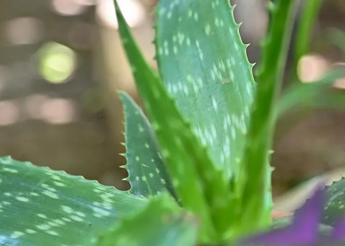 Ferienhaus Sen Garden *