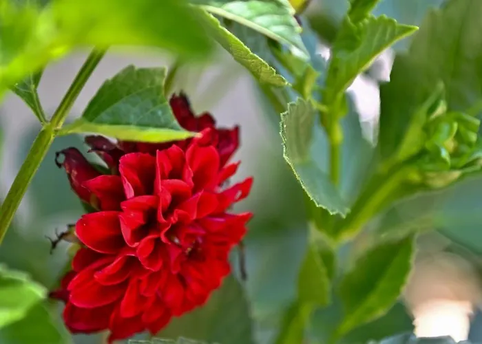 Ferienhaus Sen Garden