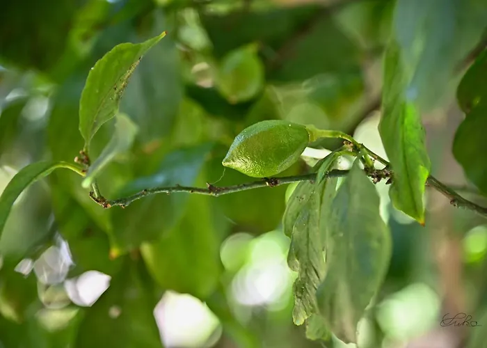 Sen Garden