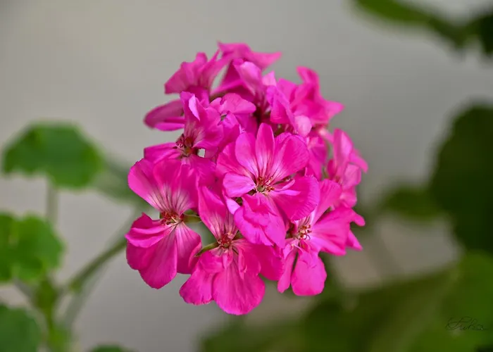 Sen Garden Ferienhaus