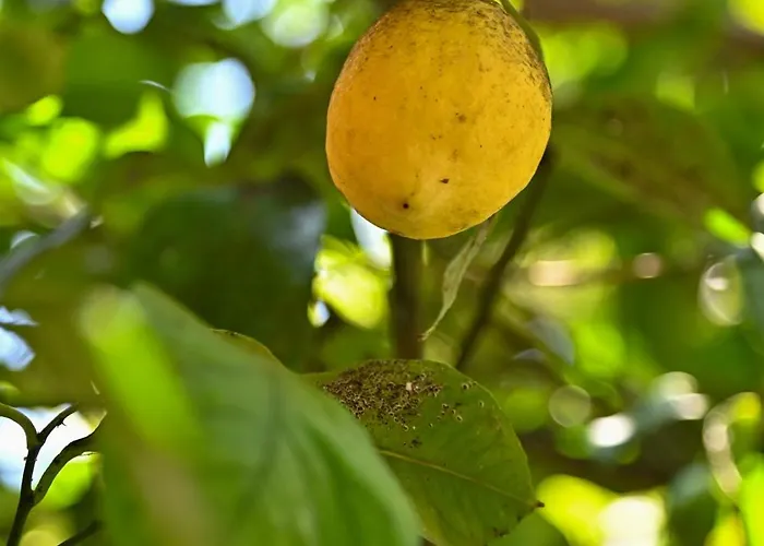 Sen Garden Ferienhaus