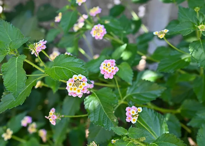 Ferienhaus Sen Garden