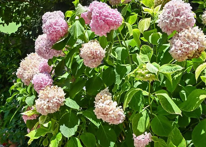 Sen Garden Ferienhaus *